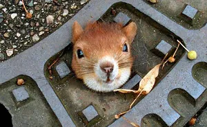 50 Adorable Pics To Celebrate Squirrel Appreciation Day