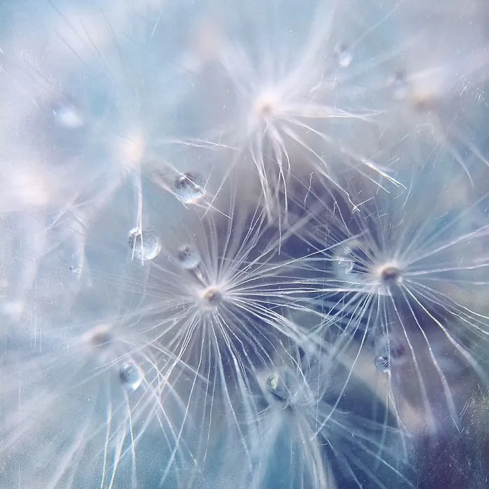 Dewdrops On Dandelion Seeds