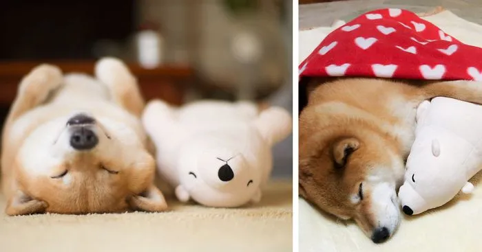 Shiba Inu Keeps Falling Asleep In Same Position As His Favorite Plush Toy