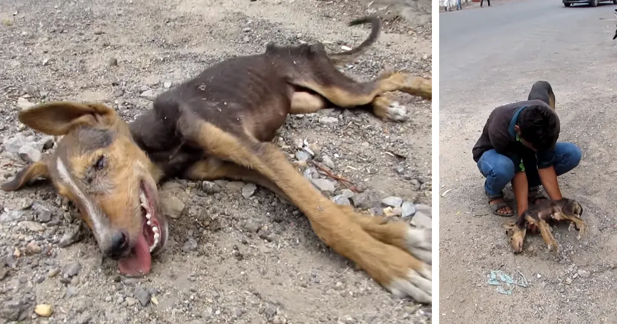 Dying Puppy Wags Her Tail As Rescuers Approach