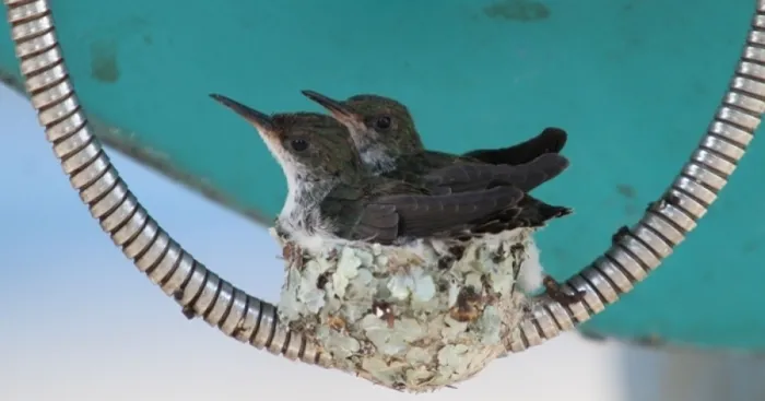 Bird Nest On A Public Telephone Cable