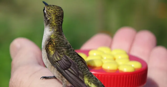 I Fed A Hummingbird, So He Thanked Me By Sitting On My Hand