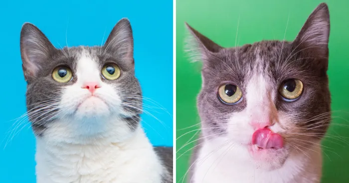 I Capture The Funny Faces My Cat Imogen Makes
