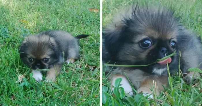 Pepper Sees Grass For The Very First Time