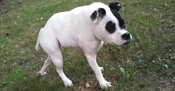 This Dog Is Not Photoshopped, She's Real And Perfect