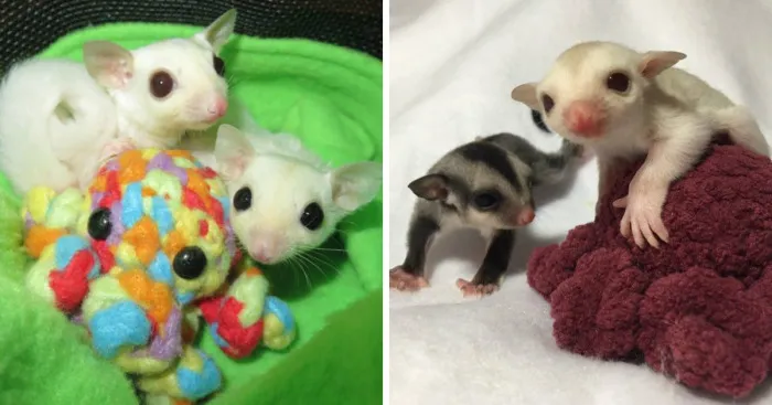 I Help My Adopted Marsupials Feel Safe By Crocheting Them Tiny Buddies