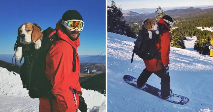 Meet Eli, Our Snowboarding Beagle
