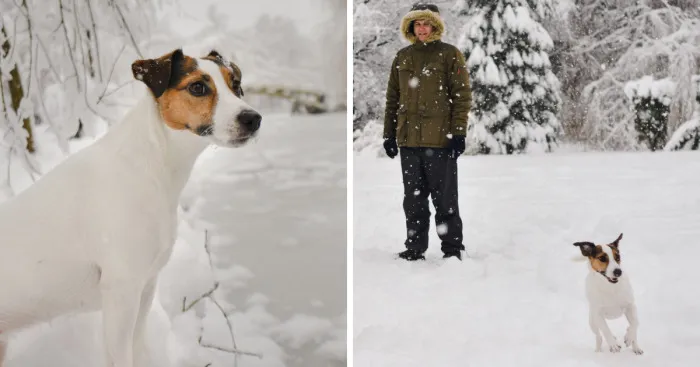 I Photographed My Dog Enjoying A Snowy Day