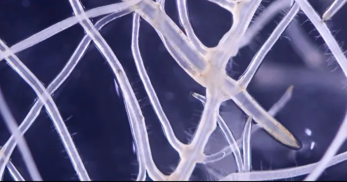 I Made A Close Up Timelapse Of Root Growth