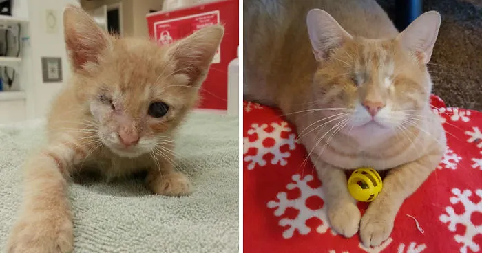 We Saved A One-Eyed Cat, And He Saved Us Right Back!