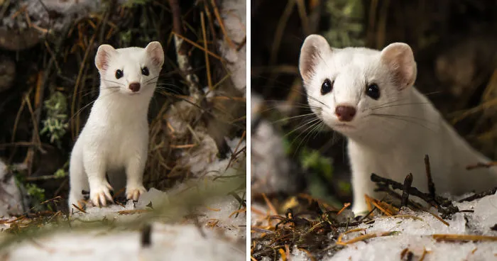 I Photographed A Cute Little Ermine On Our Hike In Northwestern Montana