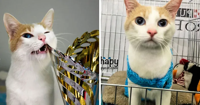 Chapy The Cat Attended His First International Cat Show