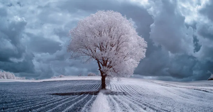 The Majestic Beauty Of Trees In Poland Captured In Infrared Photography
