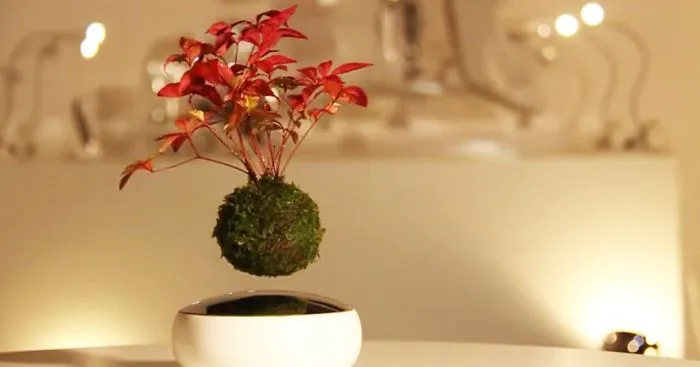 Floating Bonsai Trees Are Now A Reality