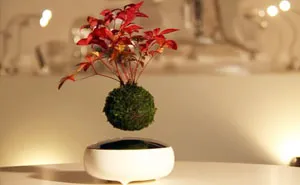 Floating Bonsai Trees Are Now A Reality