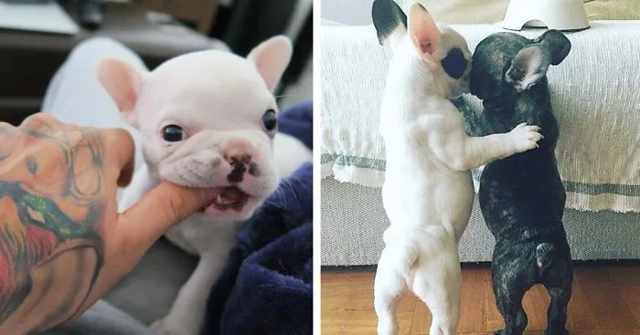 Tiny French Bulldog Is Taking Instagram By Storm As The Cutest Alarm Clock Ever