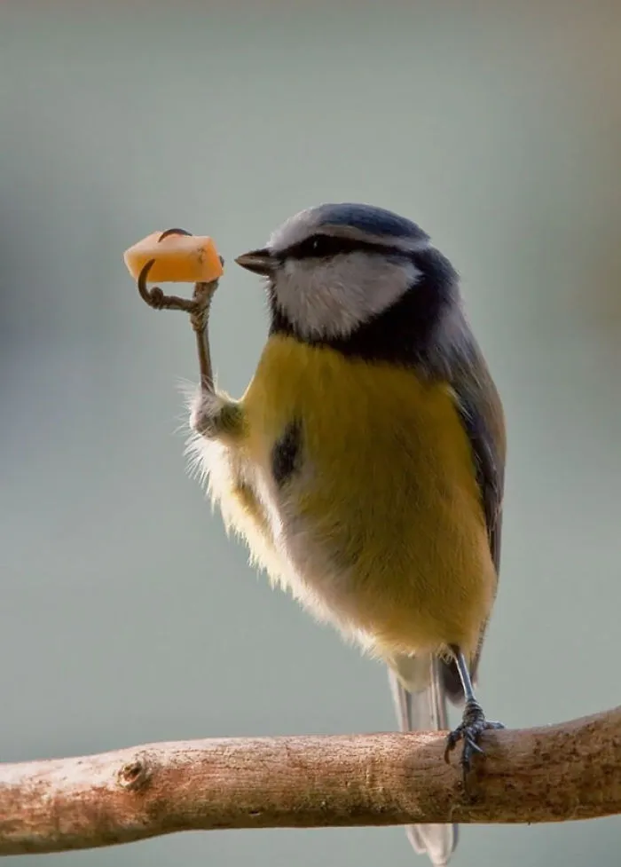 To Nom ... Or Not To Nom ?..