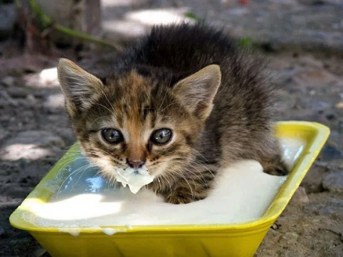 Back Away From The Cream And Nobody Will Get Hurt
