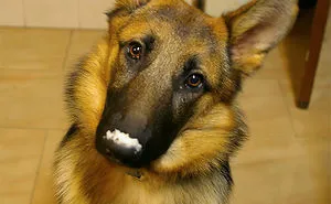 89 Photos Of Animals Eating That'll Make You Smile