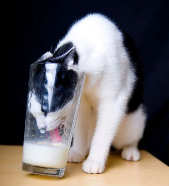 Mmm Milk
