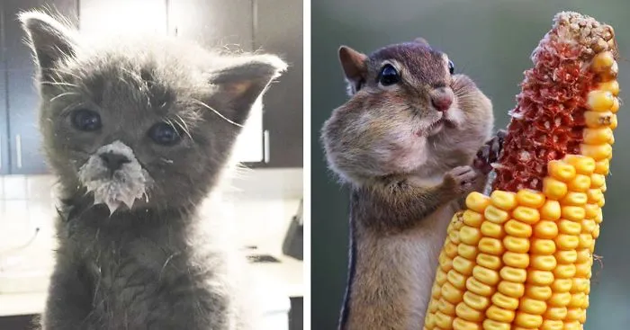 89 Photos Of Animals Eating That'll Make You Smile