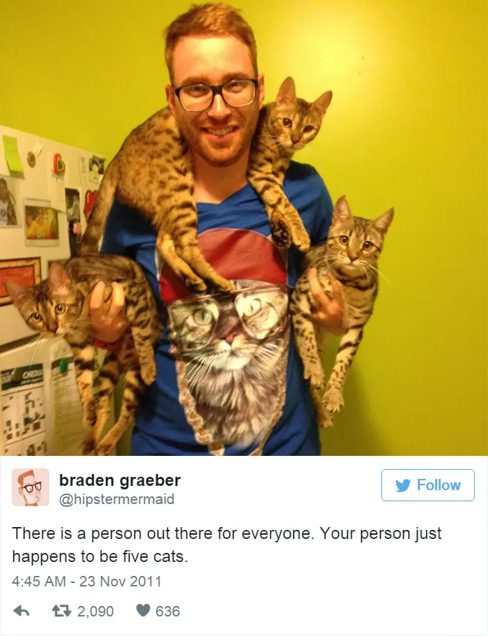 33 Funny Tweets About Cats