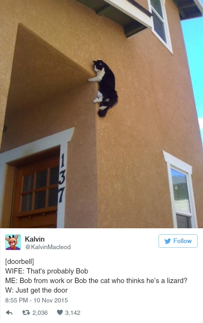 33 Funny Tweets About Cats