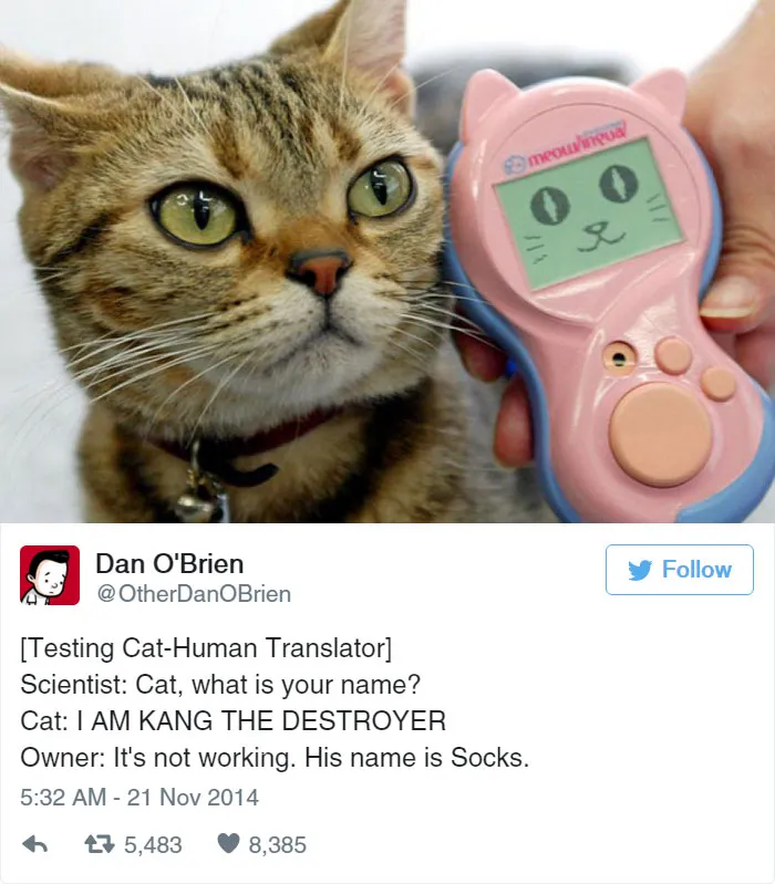 33 Funny Tweets About Cats