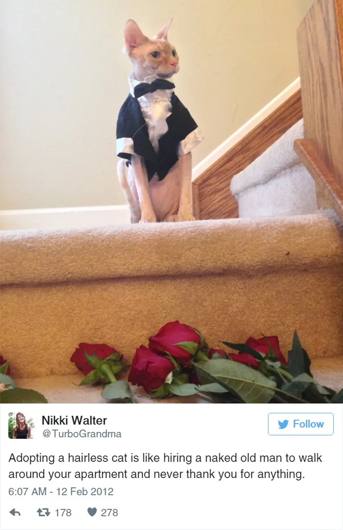 33 Funny Tweets About Cats