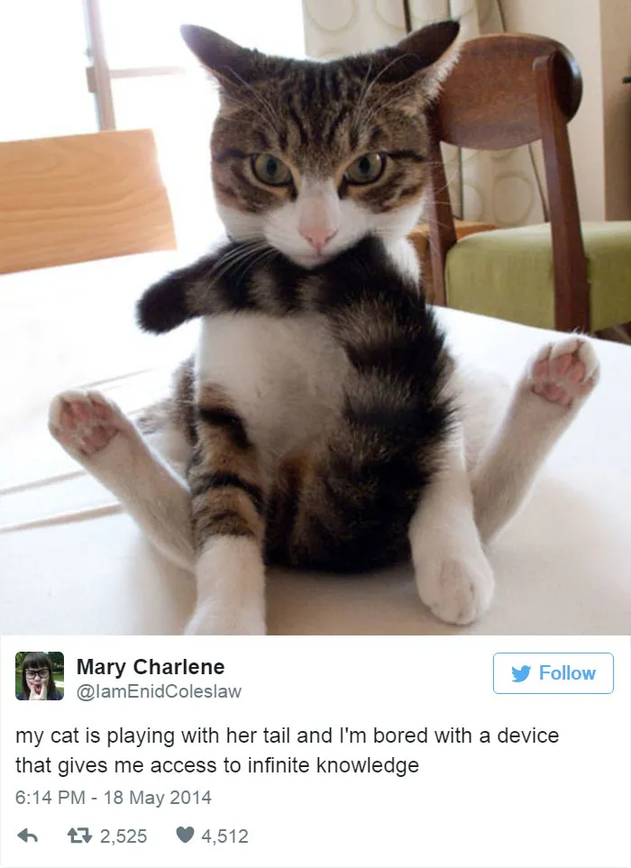 33 Funny Tweets About Cats