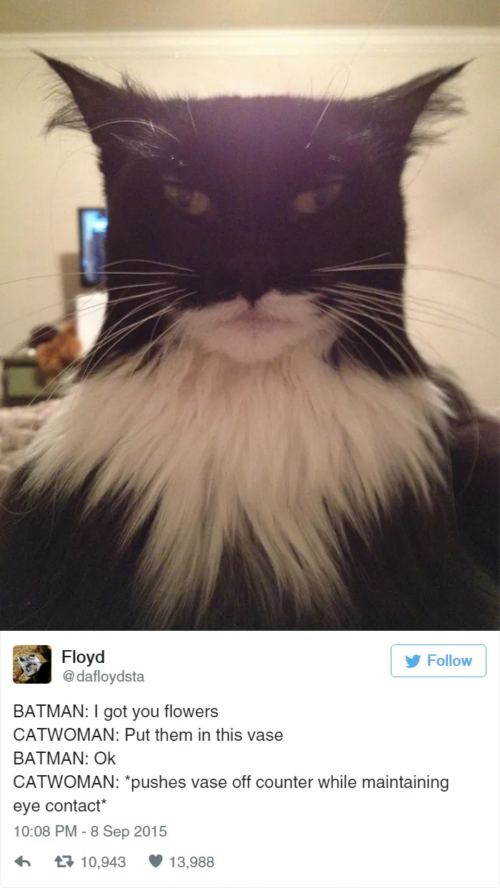 33 Funny Tweets About Cats