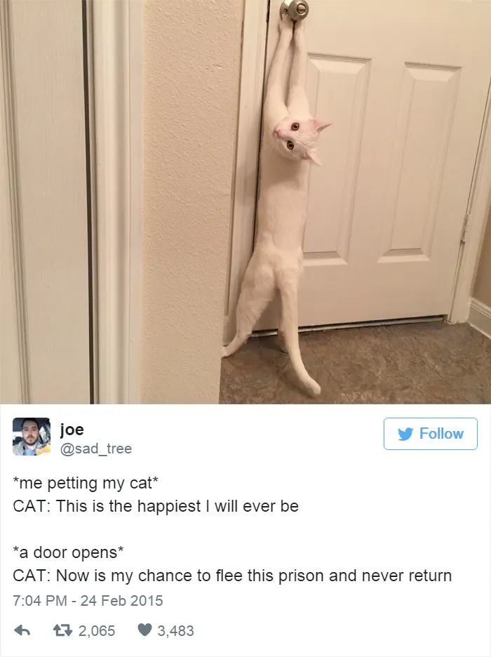33 Funny Tweets About Cats