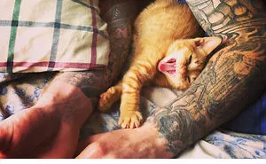 33 Funny Tweets About Cats