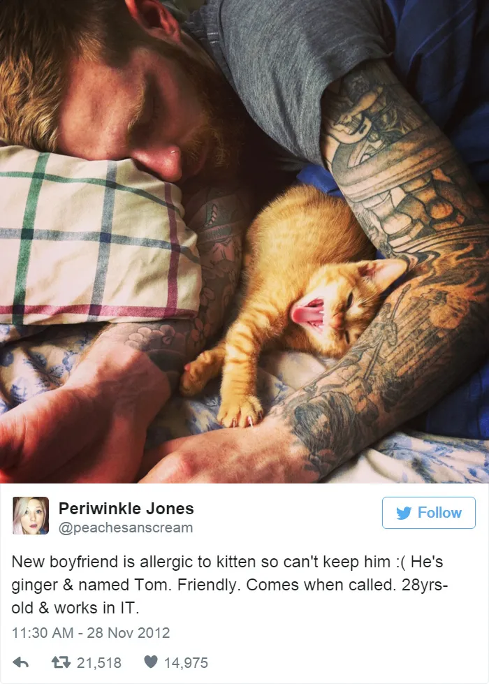 33 Funny Tweets About Cats