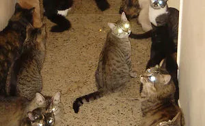 33 Funny Tweets About Cats