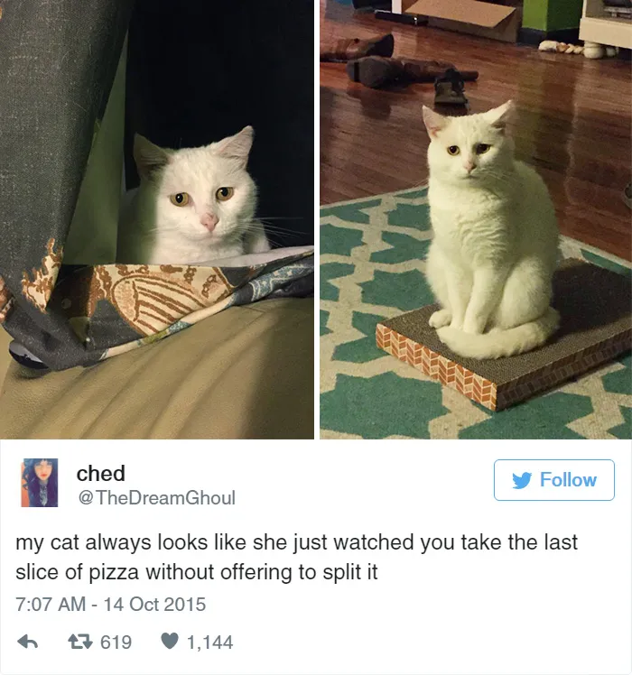33 Funny Tweets About Cats