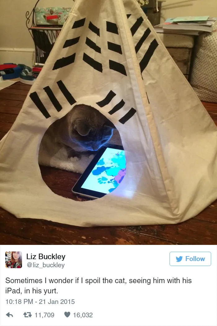33 Funny Tweets About Cats