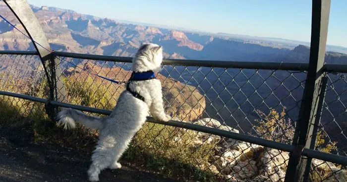 Meet Gandalf The Traveling Cat Who Has Better Vacations Than You