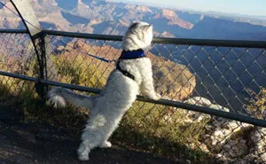 Meet Gandalf The Traveling Cat Who Has Better Vacations Than You