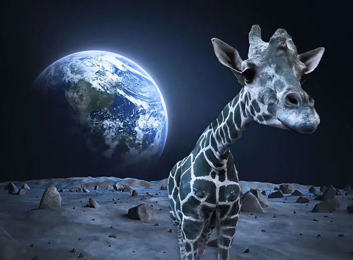 Moon Walking Giraffe