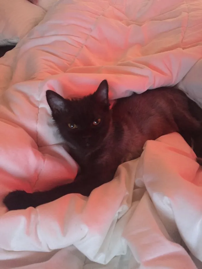 Homeless Cat Saved