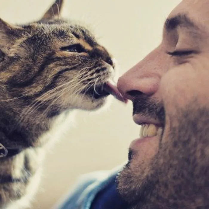 Hot Dudes With Kittens Instagram Is What You Need Right Meow