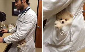 The Hottest Animal Doctor Ever That'll Make You Want To Get Your Pet Checked