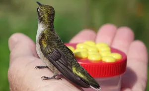 I Fed A Hummingbird, So He Thanked Me By Sitting On My Hand