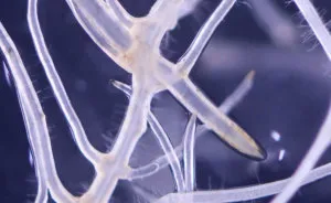 I Made A Close Up Timelapse Of Root Growth