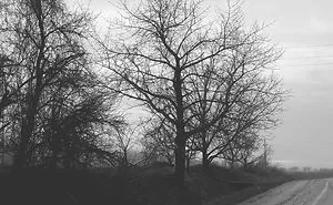 I Made Lowdef Photographs Of Nature