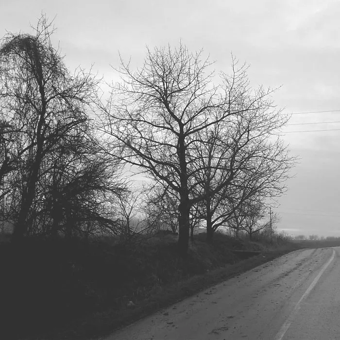 I Made Lowdef Photographs Of Nature