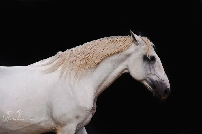 I Capture The Beauty And Grace Of Horses