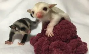 I Help My Adopted Marsupials Feel Safe By Crocheting Them Tiny Buddies