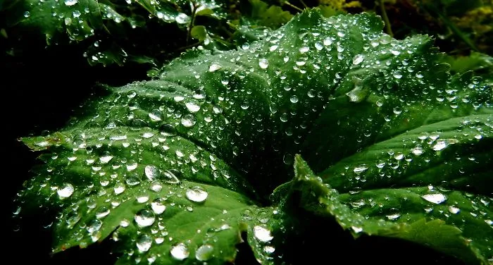 I Like To Capture Raindrops On Roses, And Anything Else They Fall On.